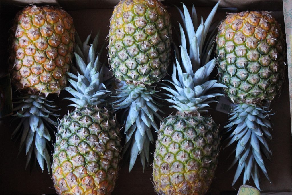 Case of Pineapple for Canning