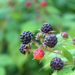 Ripe Black Rasberries