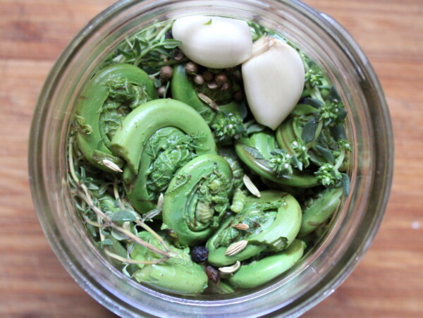 Canning Fiddleheads