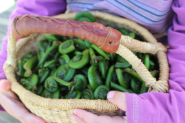 Basket of Fiddlehead Ferns