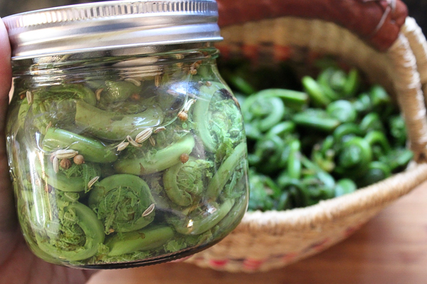 Canned Pickled Fiddleheads