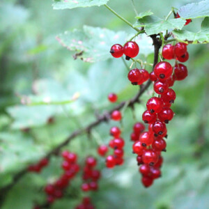 Red Currants