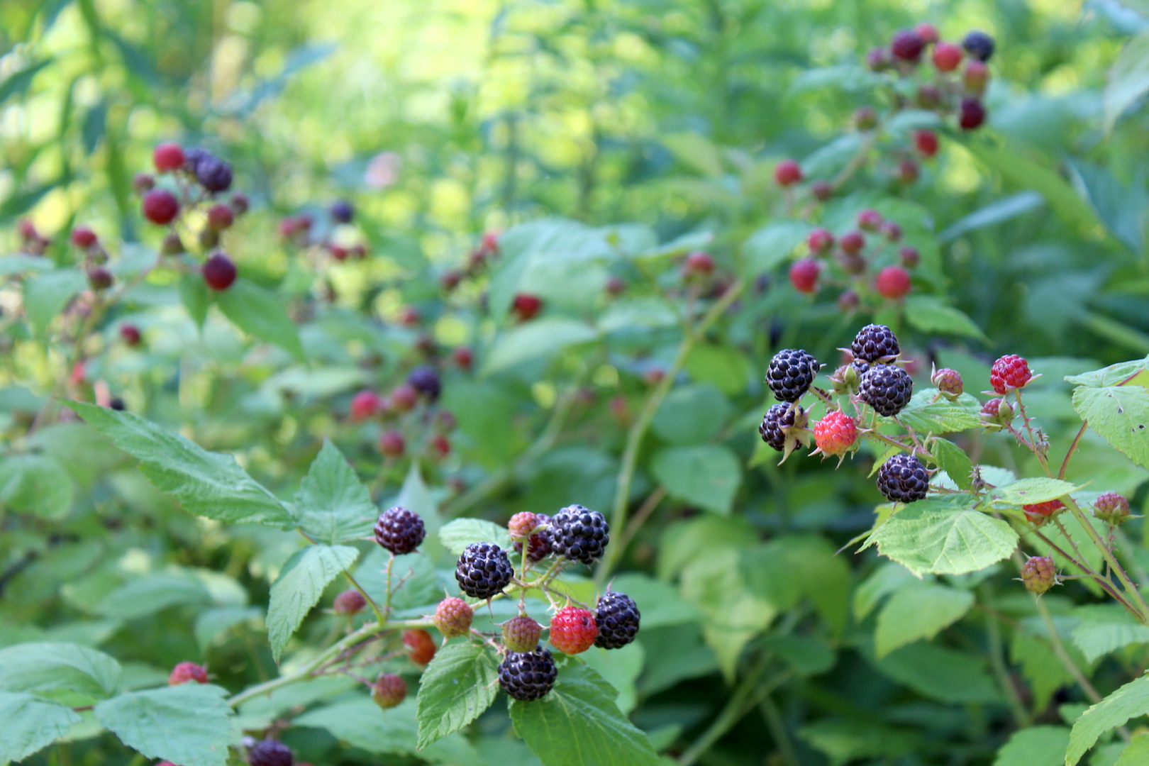 Wild Black Raspberry Bushes