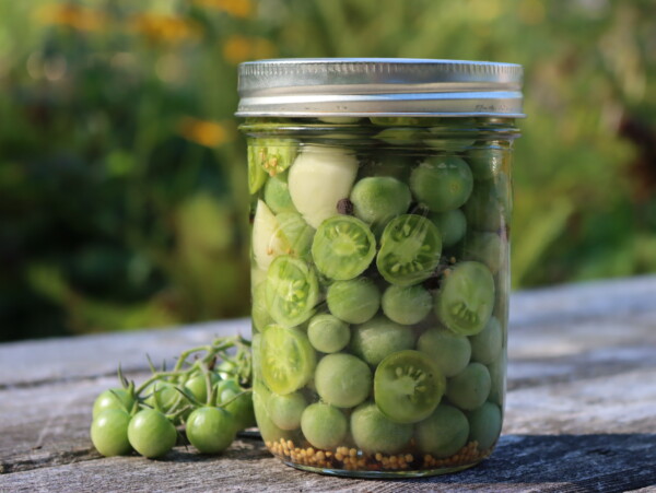 Pickled Green Tomatoes