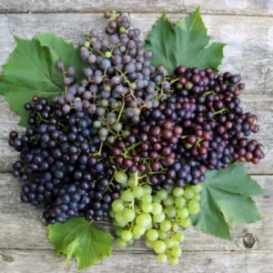 Grape Varieties for Jelly