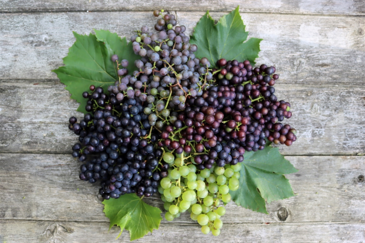 Homegrown grapes