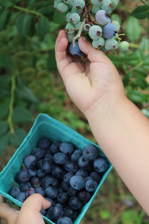 Child picking blueberries for blueberry jelly