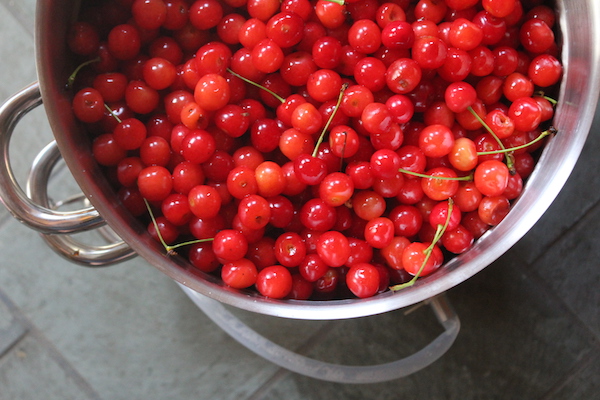 Tart Cherries in Steam Juicer