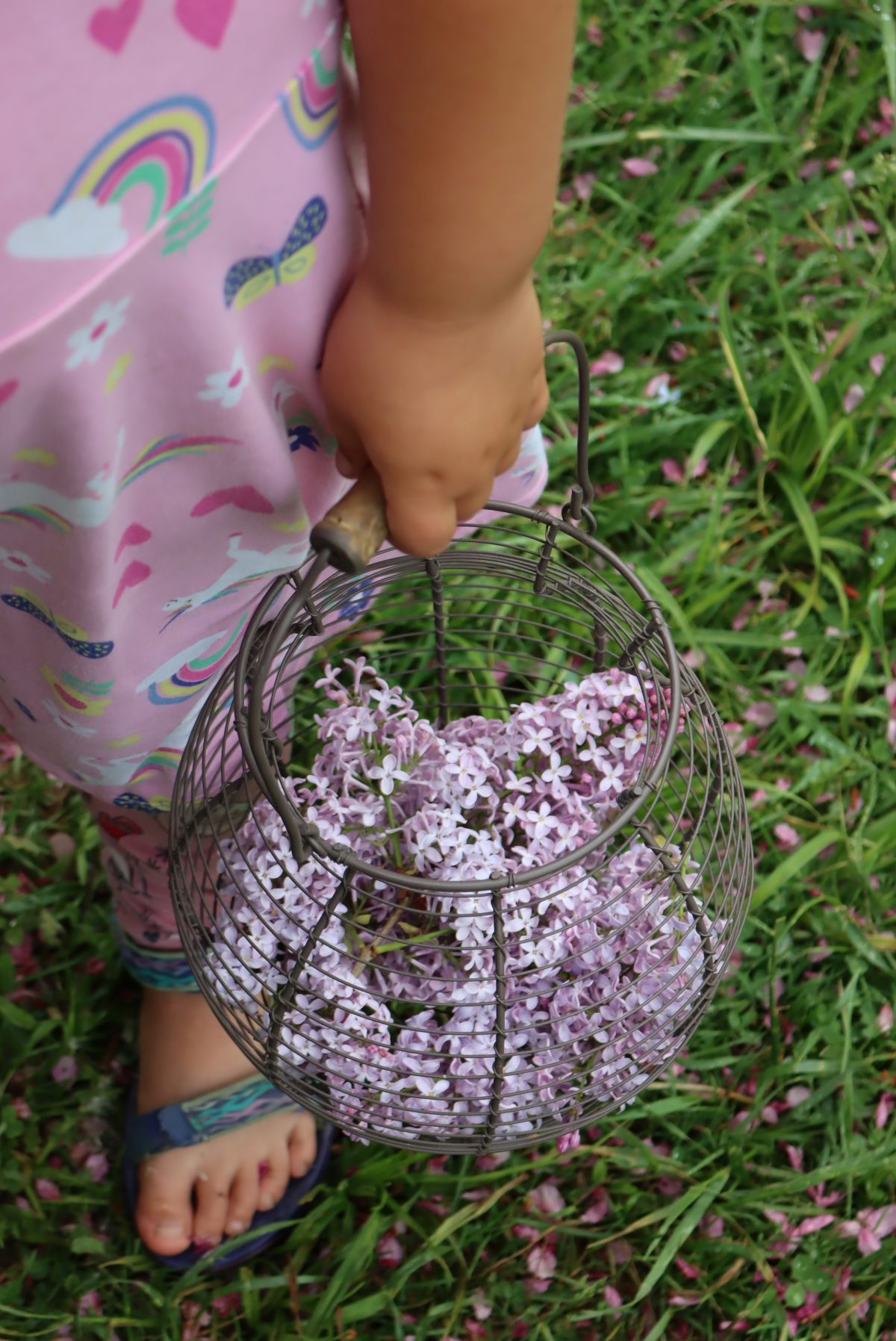Basket of Lilacs for Jelly