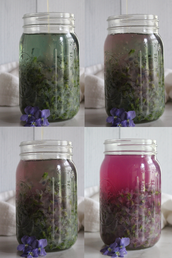 Violet tea changes from a blue/green color to a vibrant pink/purple with the addition of lemon juice. Starting at top left, when the first lemon juice is added and then continuing until all the acid has been added.