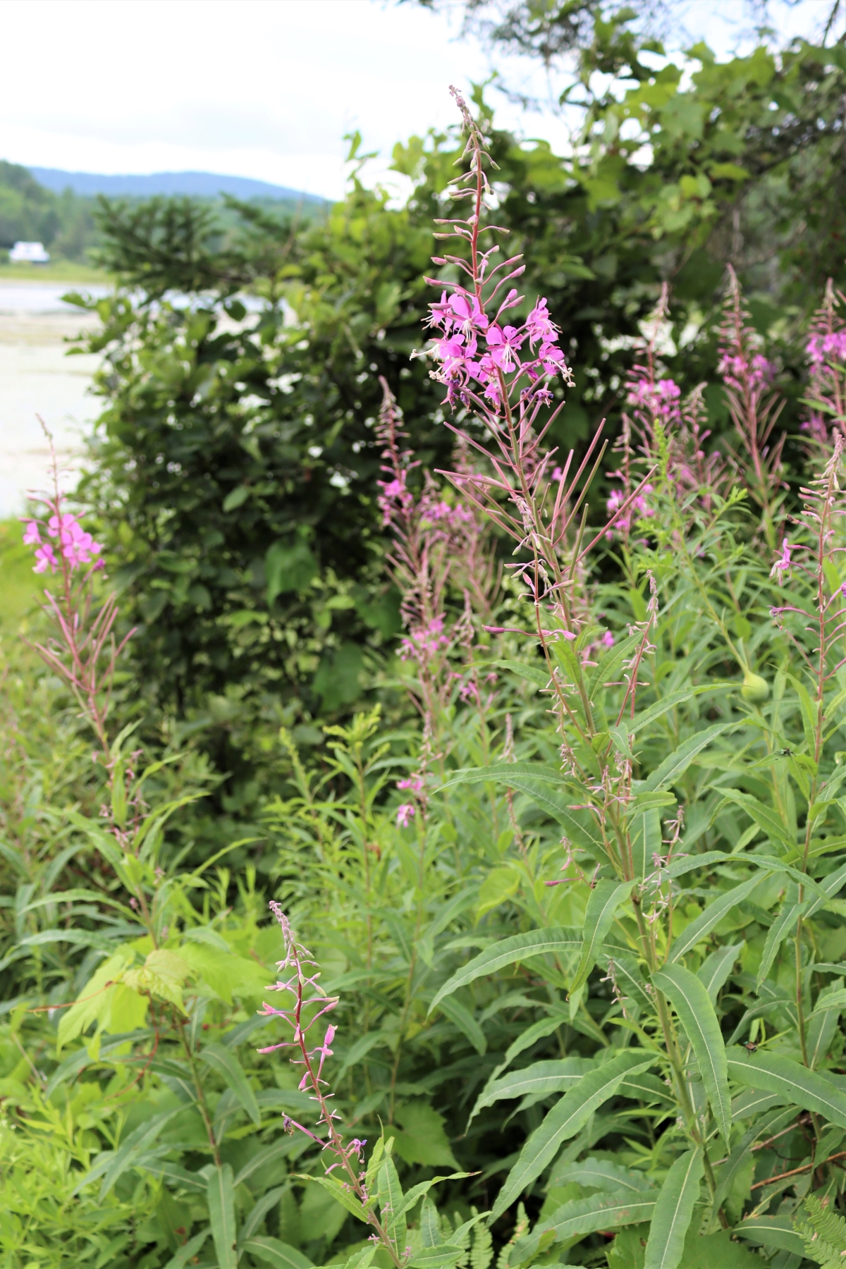 Fireweed By Pond