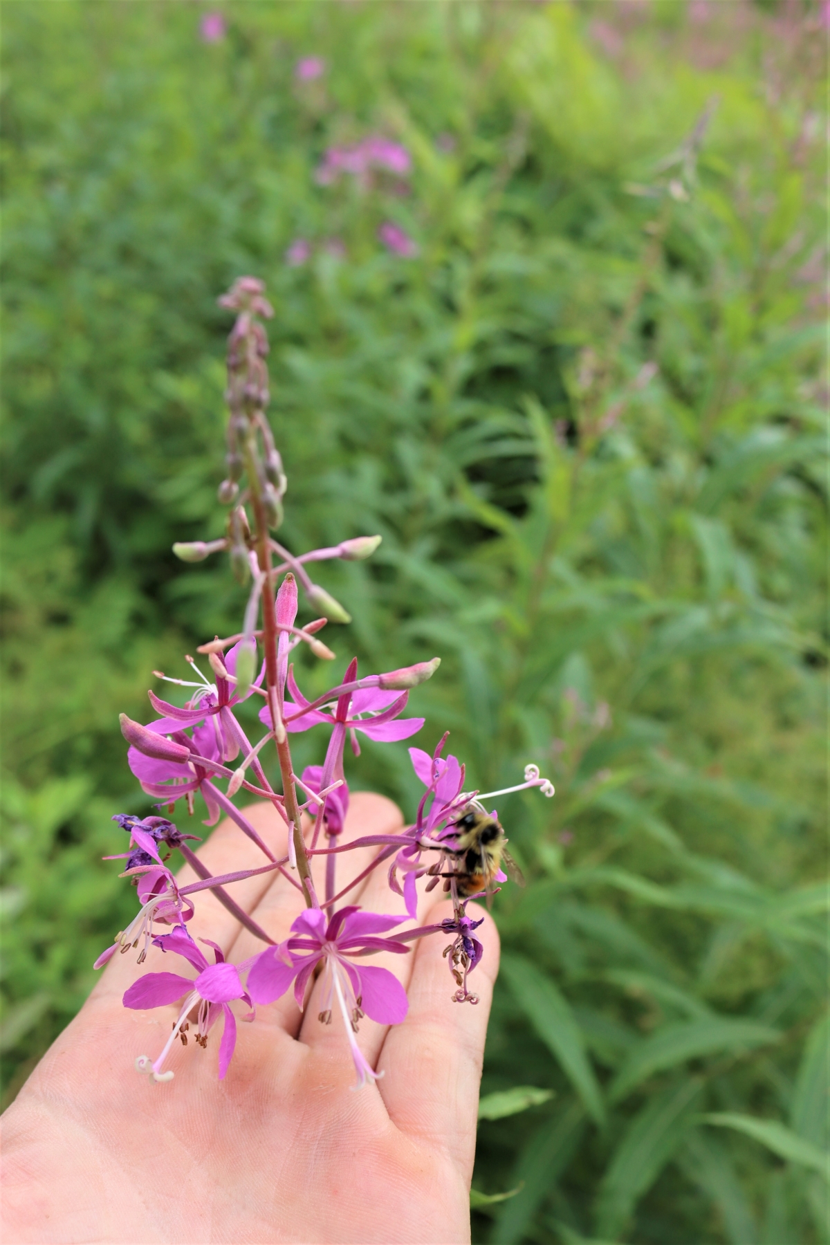 Fireweed Flowers with Bee