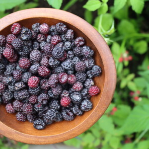 Foraging Black Raspberries