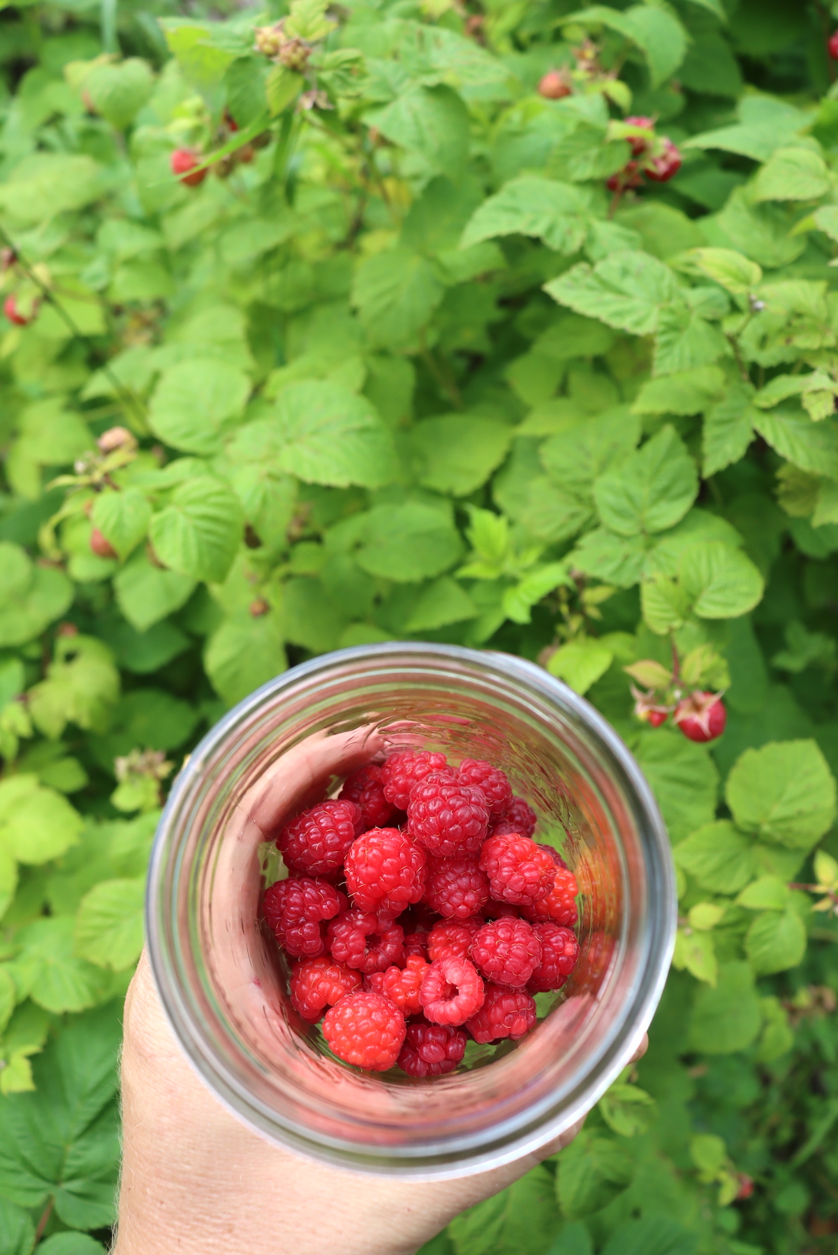 Harvesting Raspberries for Canning
