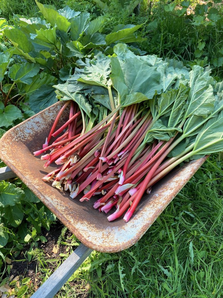 Rhubarb Harvest in Wheelbarrow