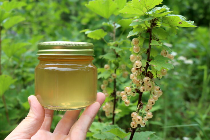 White Currant Jelly