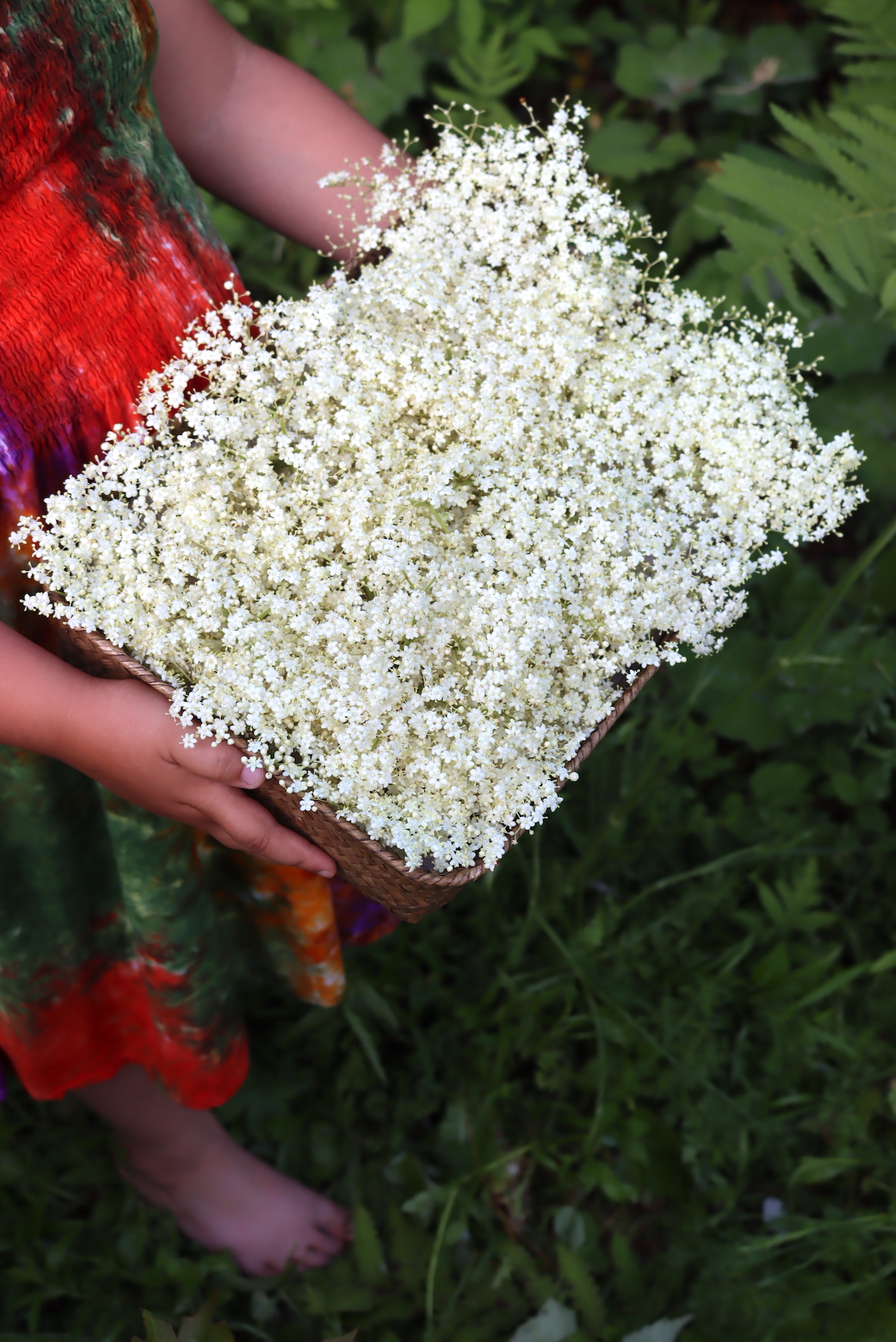 Foraging Elderflowers