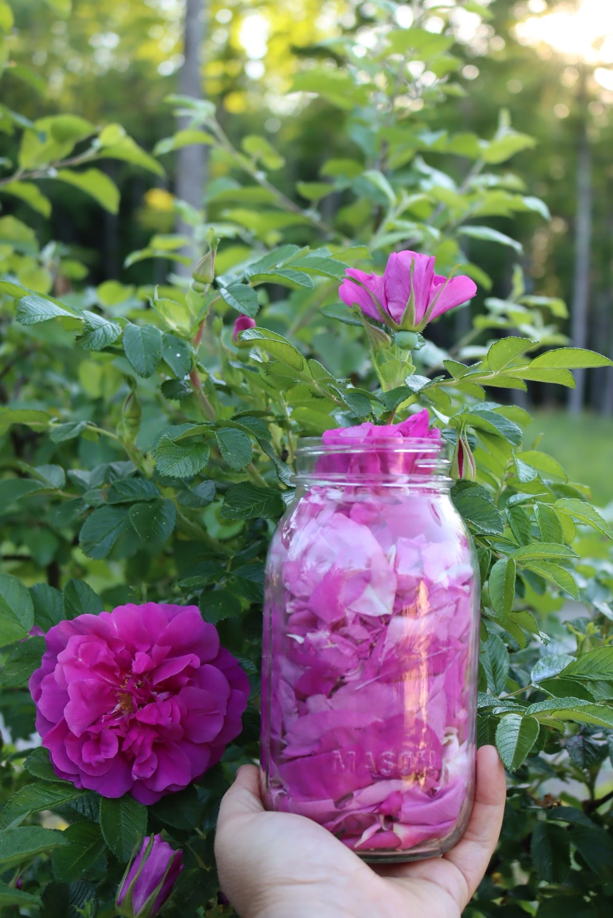 Harvesting petals for rose jelly