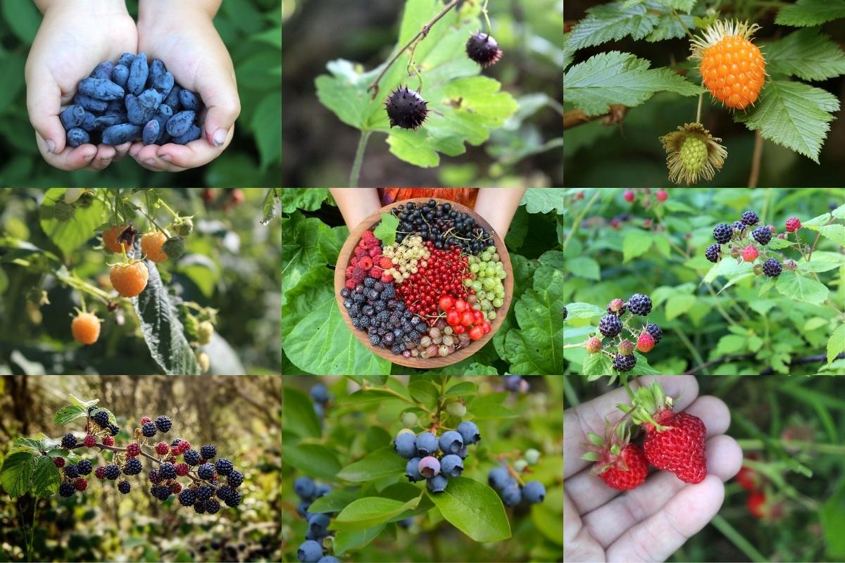Types of Berries for Jam