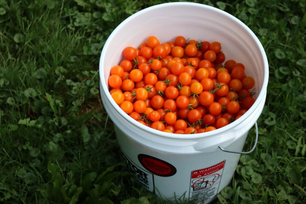 Bucket of Cherry Tomatoes