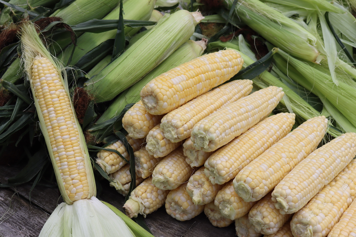 Corn for Canning