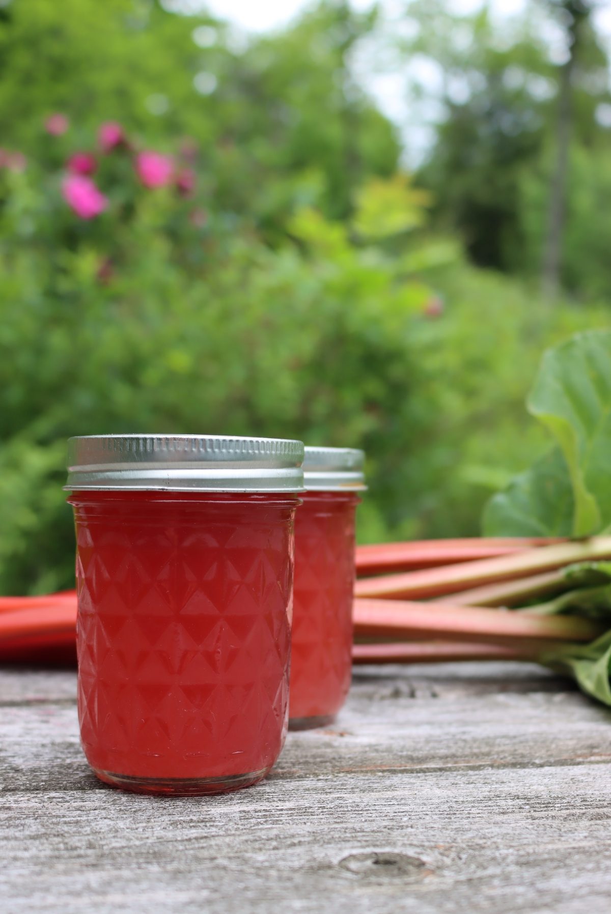 Canning Rhubarb Juice