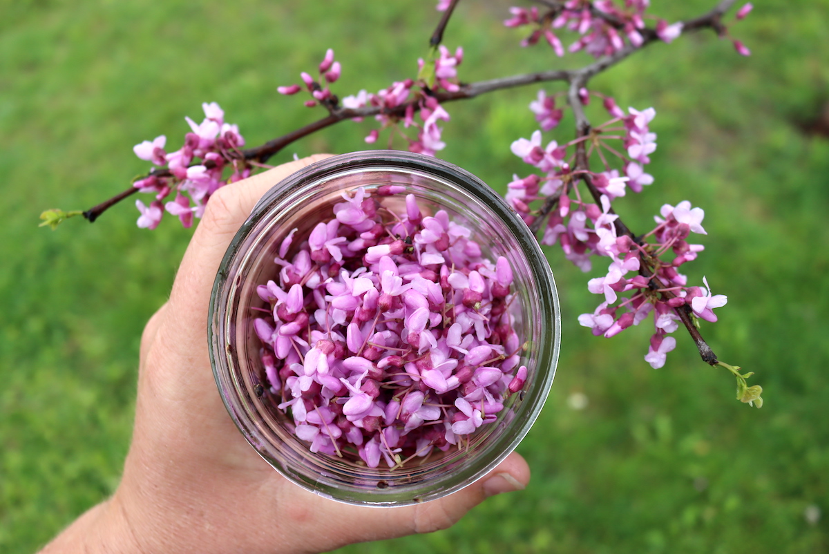 Harvesting Redbud Flowers