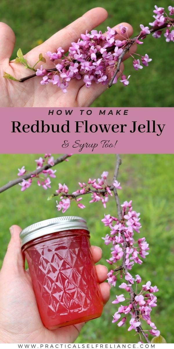 How to Make Redbud Jelly