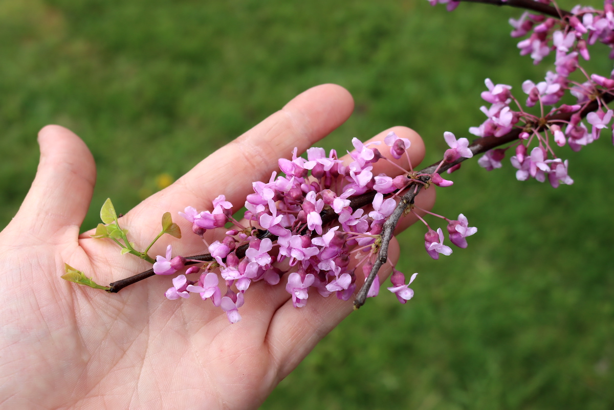 Redbud Flowers