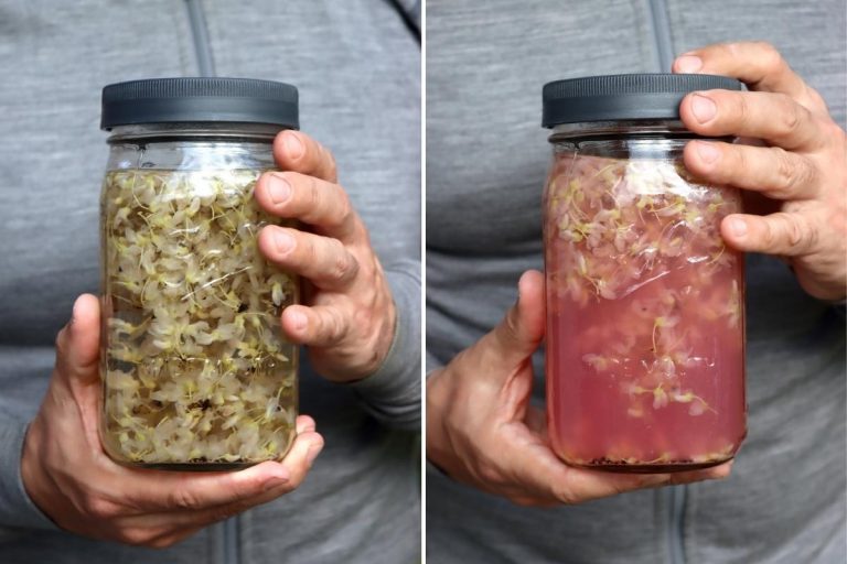 Redbud jelly syrup creative canning