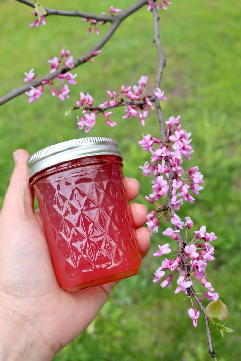 Redbud jelly syrup creative canning