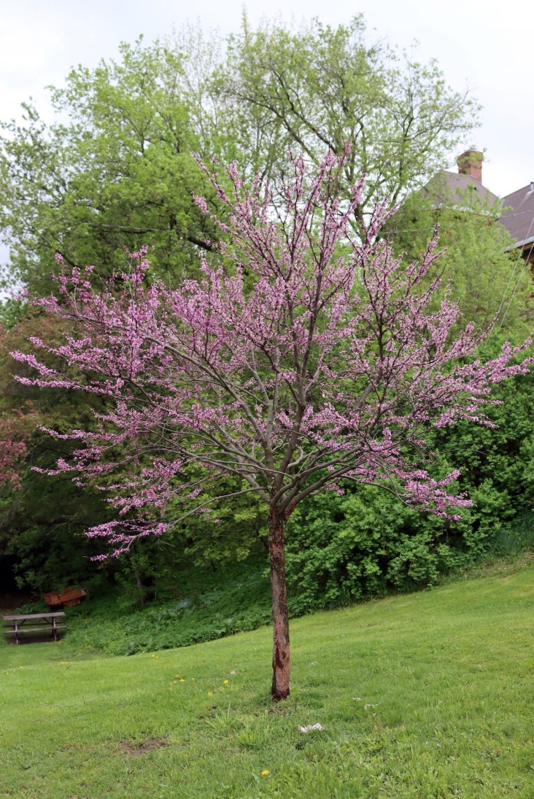 Redbud Jelly (& Syrup)