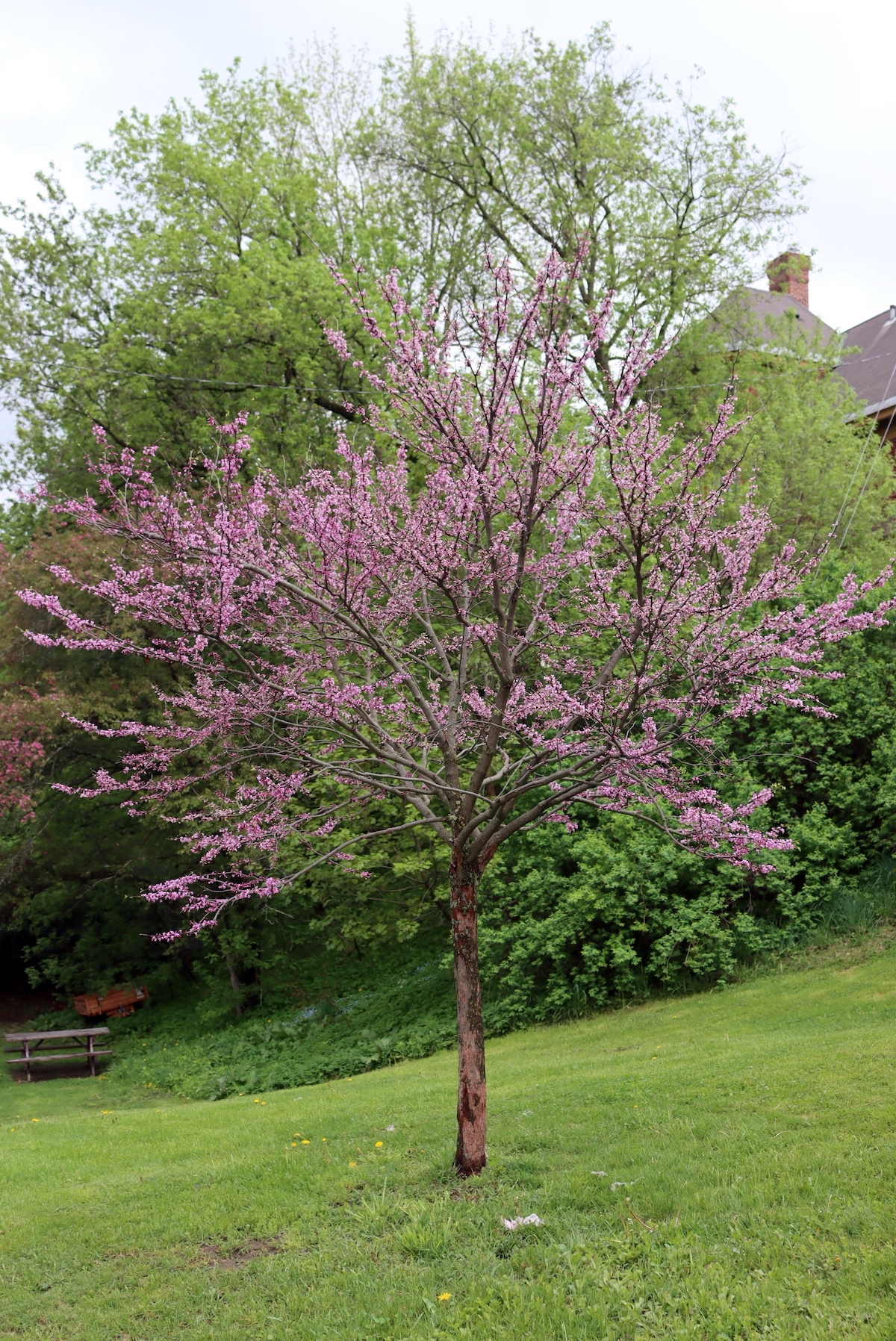 Redbud Tree