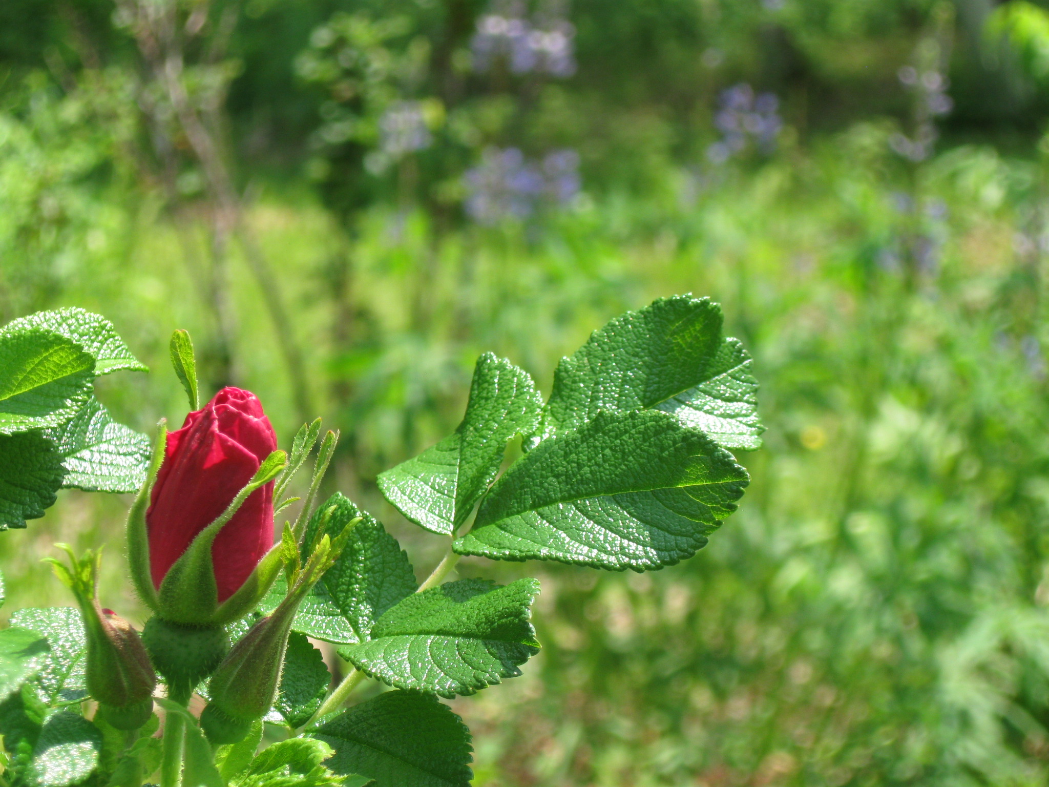 Wild Rose on our Land