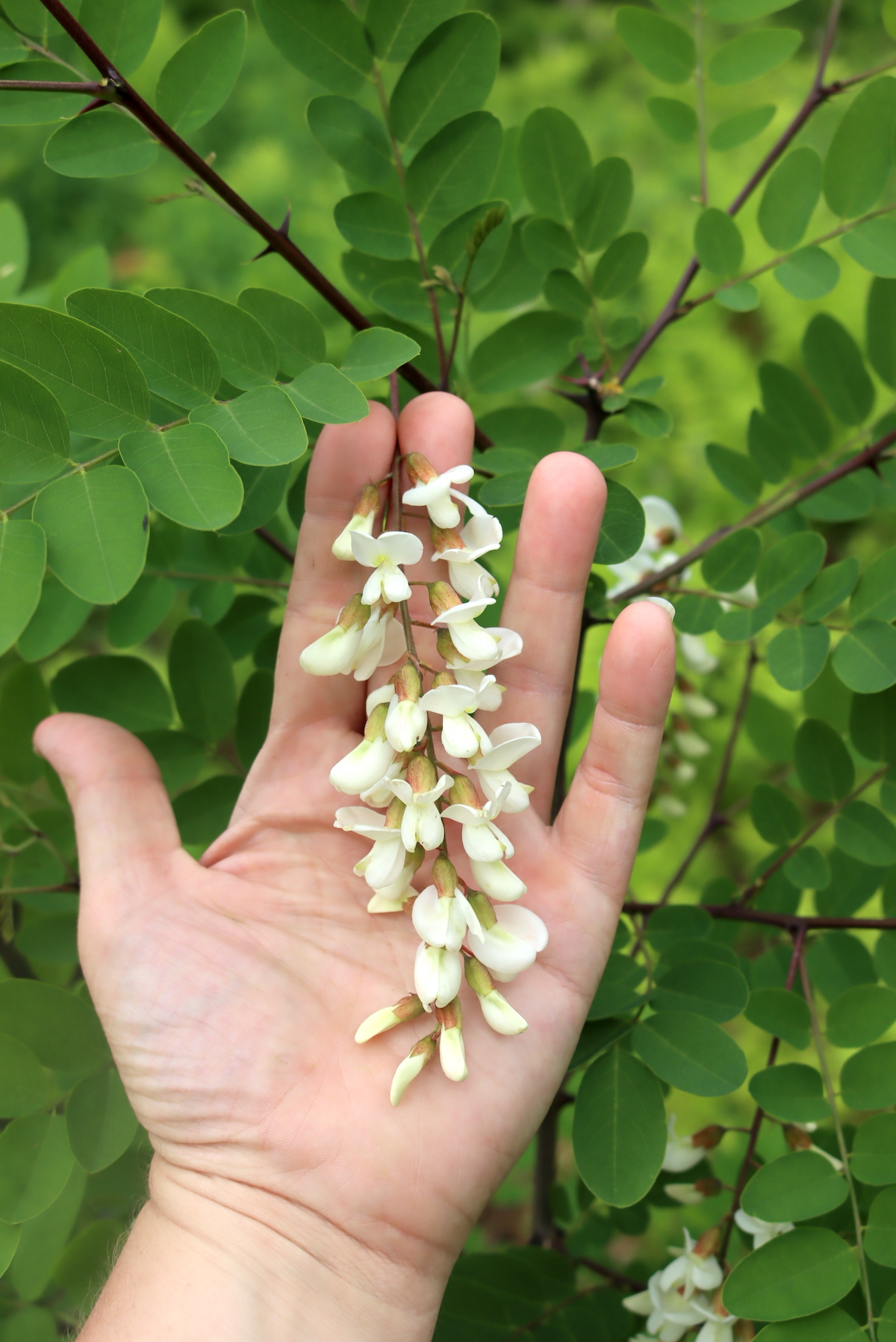 Black Locust Flowers