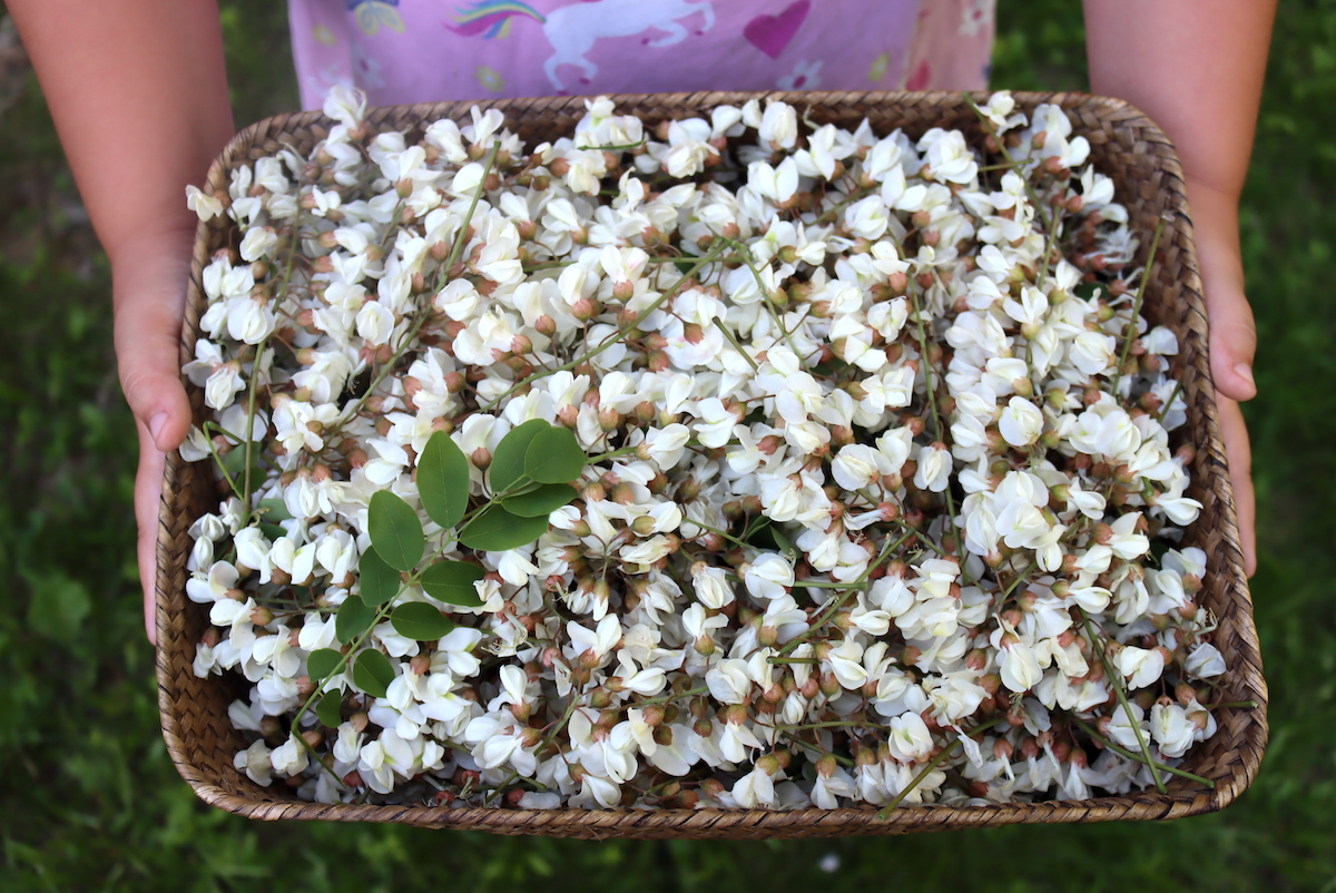 Black Locust Flowers