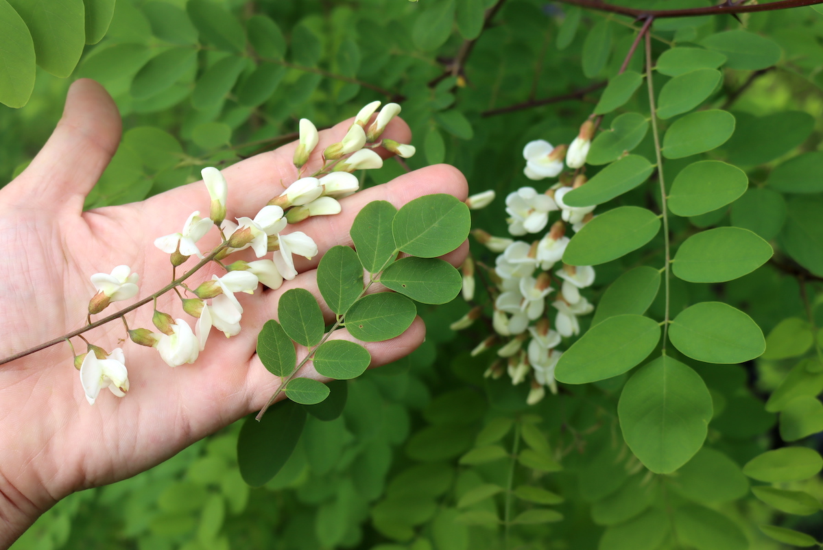 Black Locust Tree