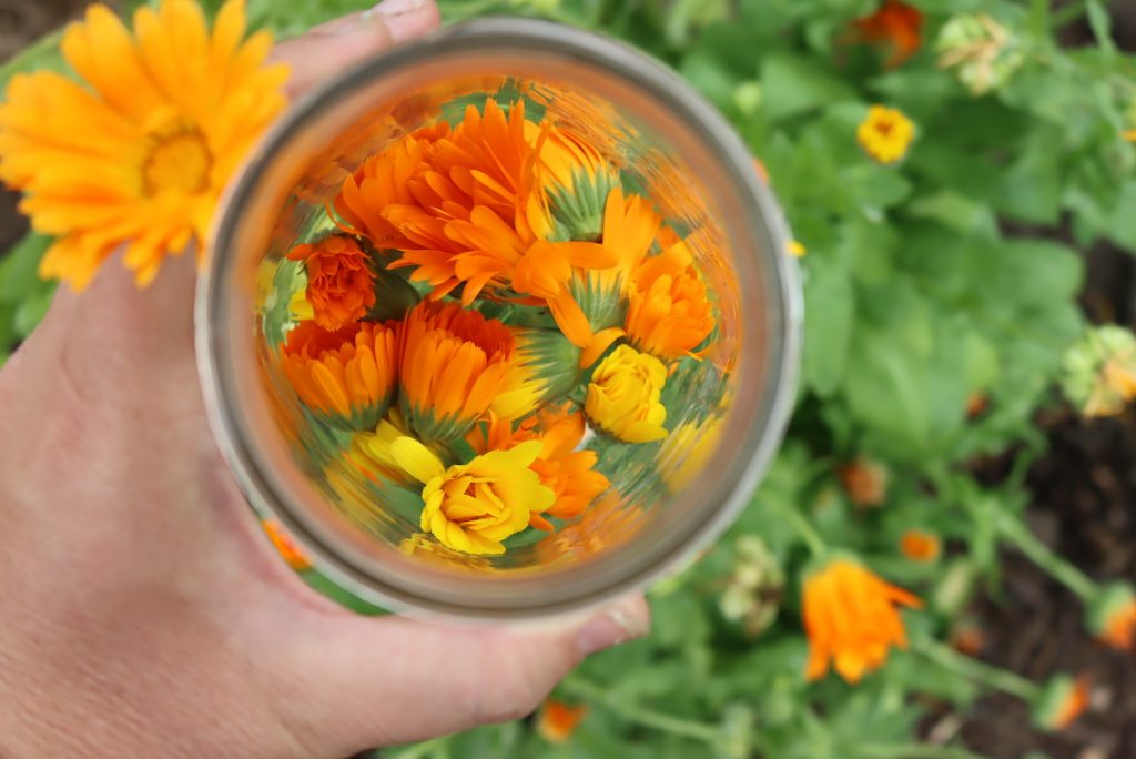 Calendula Flower Jelly (& Marigold Jelly)
