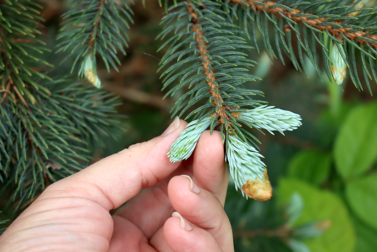 Spruce Tip Harvest