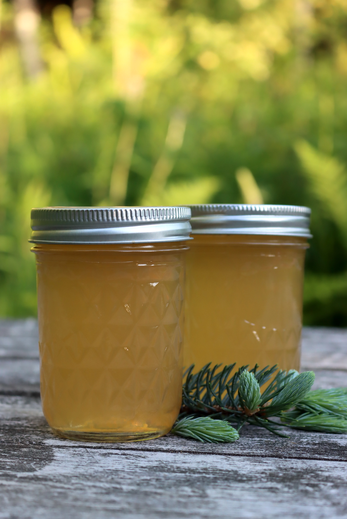 Spruce Tip Jelly - Creative Canning