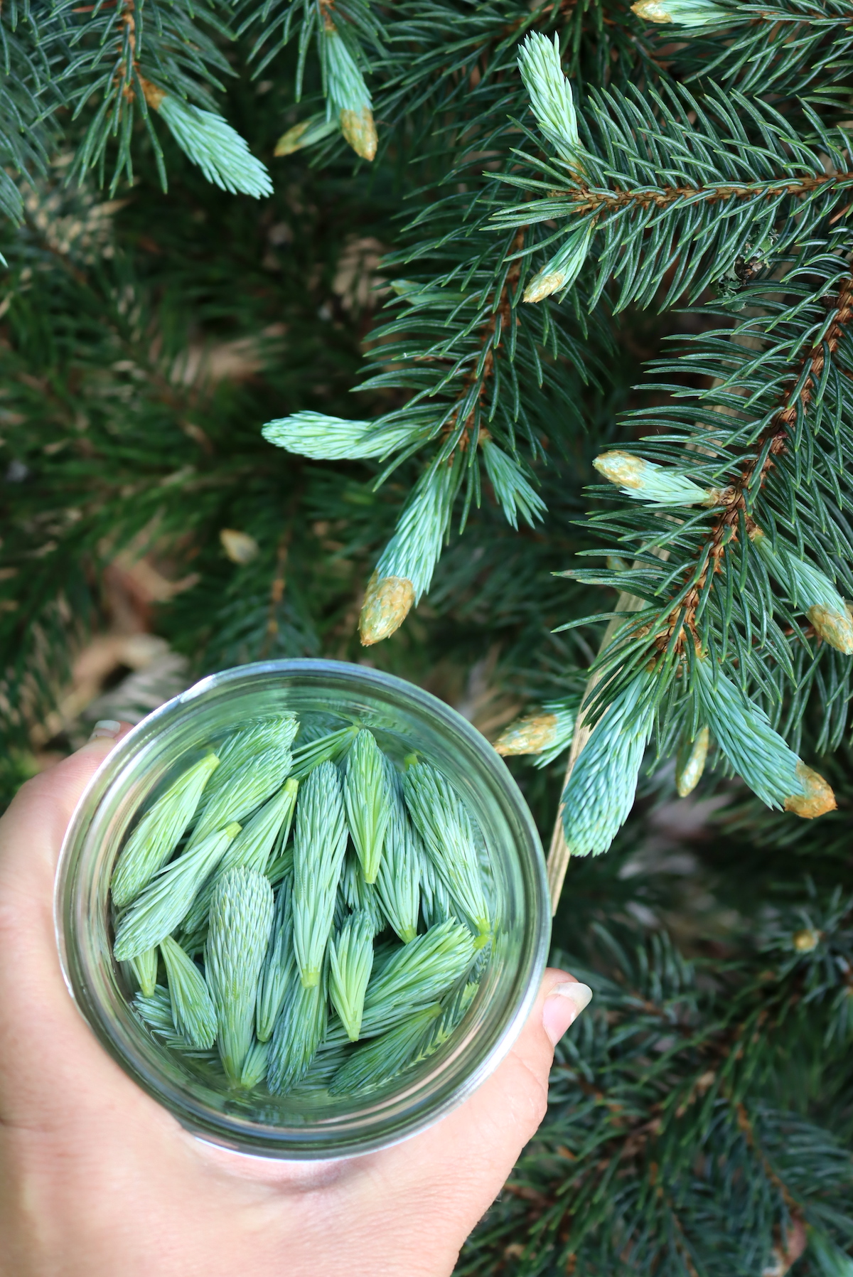 Spruce Tips