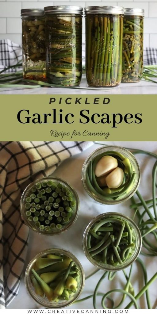 Pickled Garlic Scapes Creative Canning