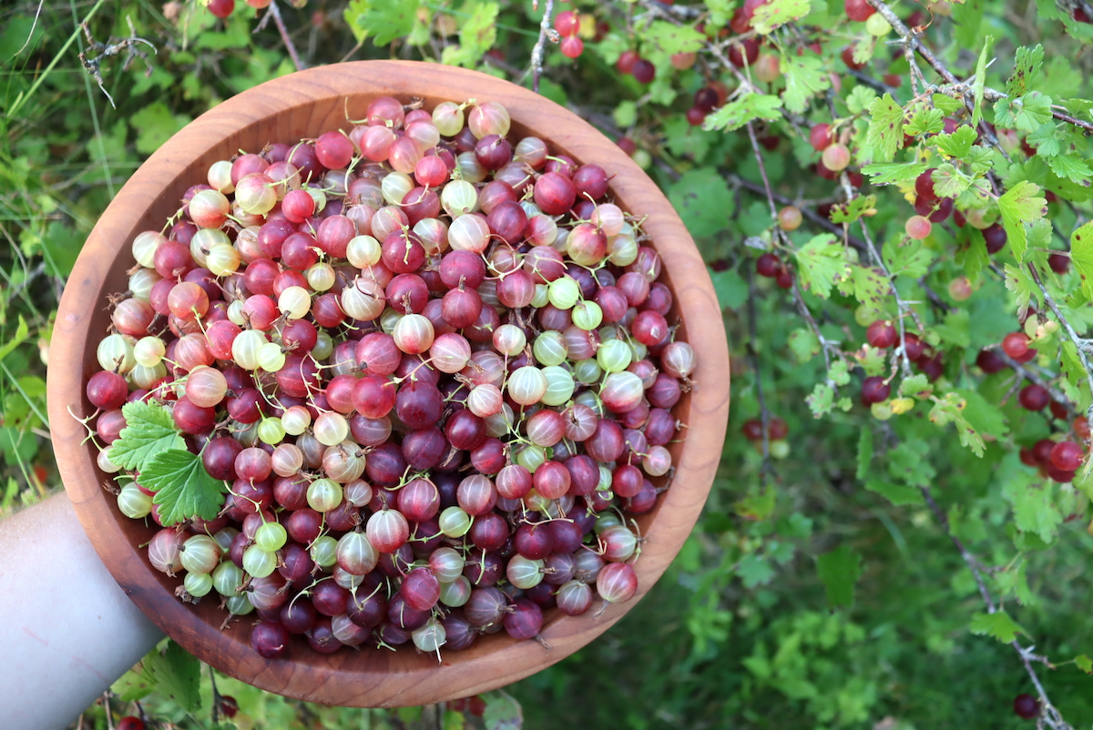Gooseberries