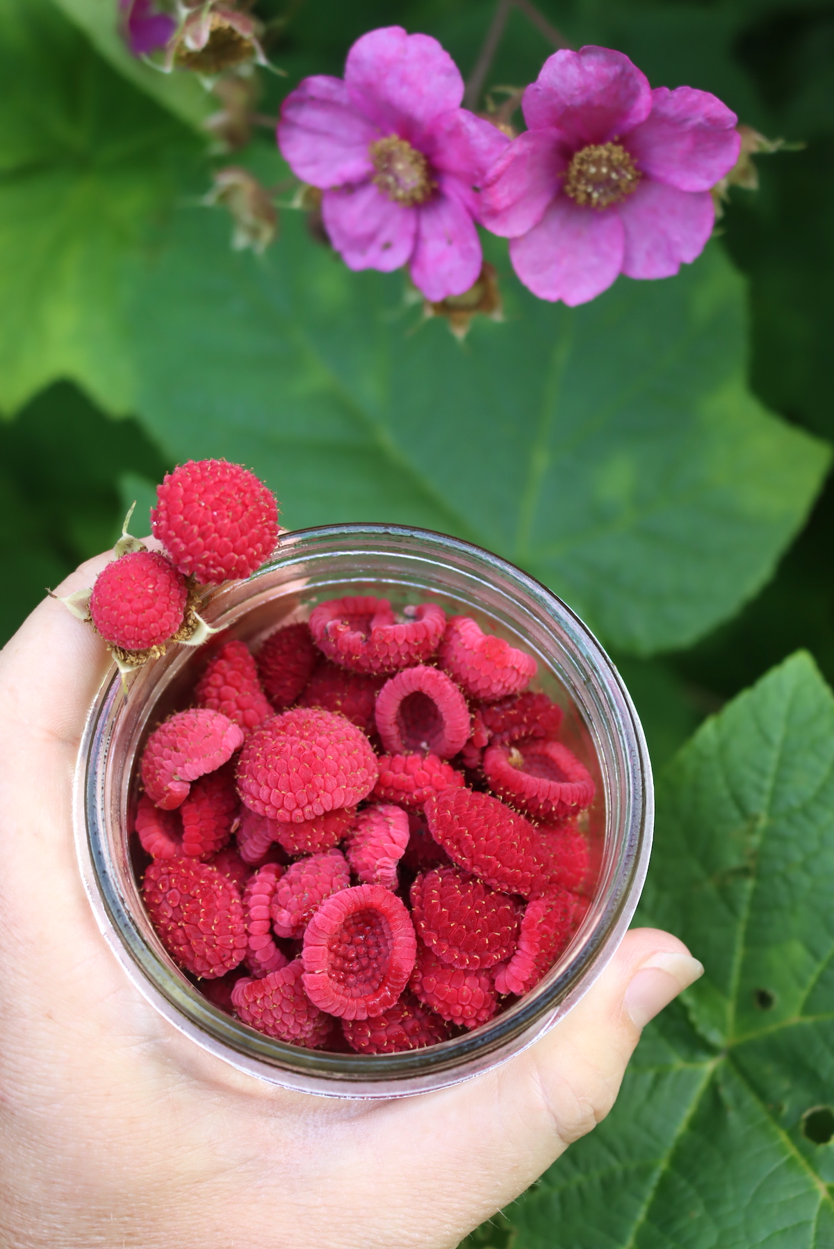 Thimbleberries