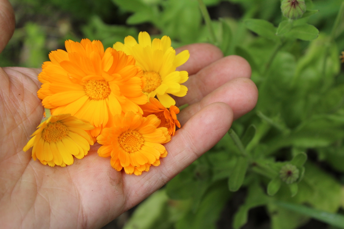 Calendula Flower Harvest