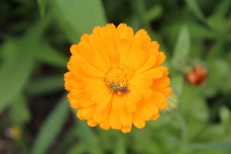 Calendula Flower Jelly (& Marigold Jelly)