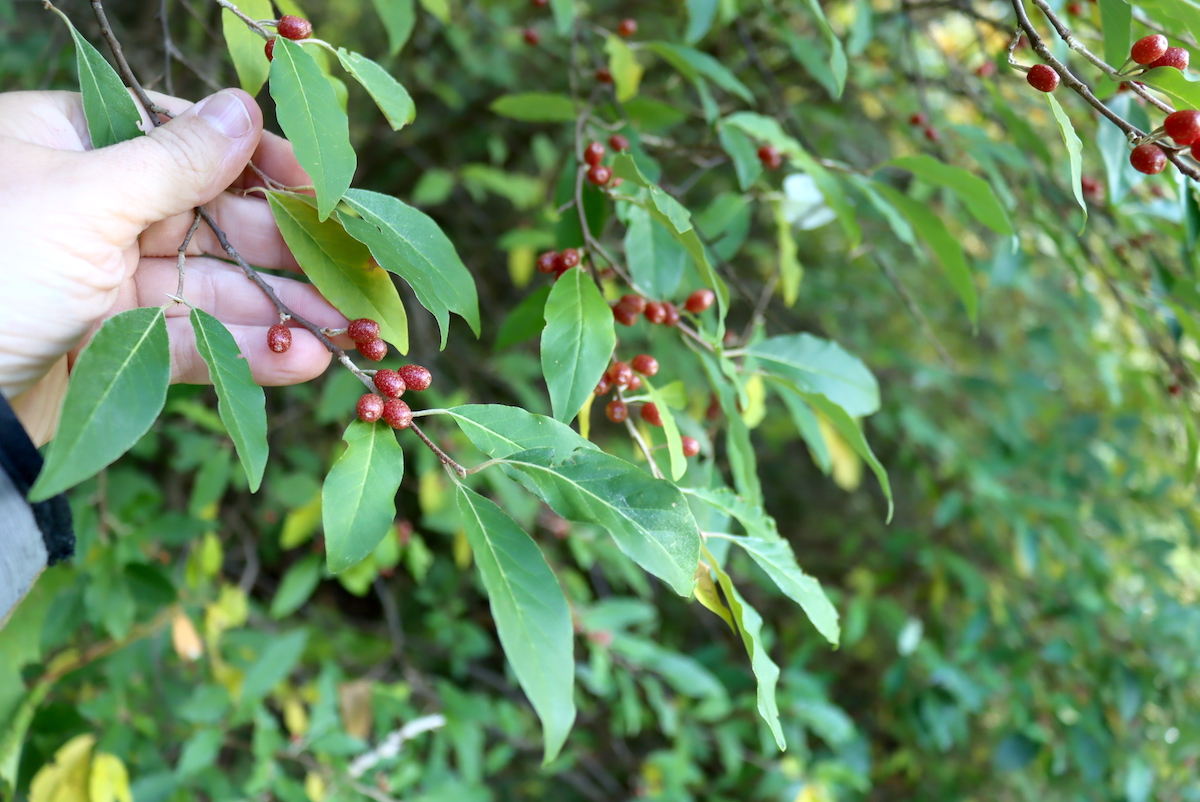 Autumn Olive Fruit