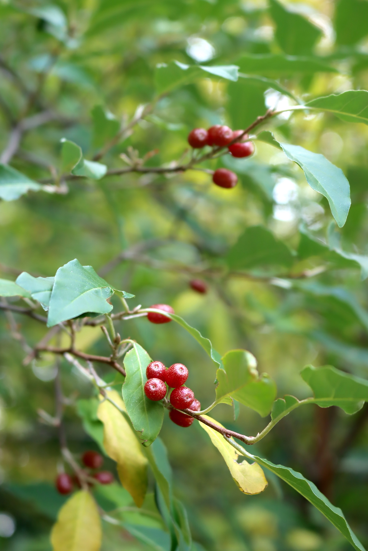 Autumn Olive Fruit