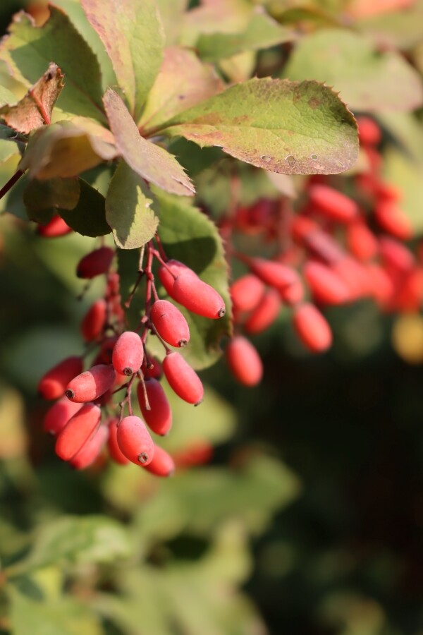 Barberry Fruit Clusters