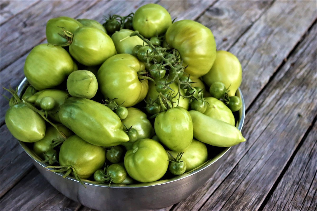 Green Tomato Recipes